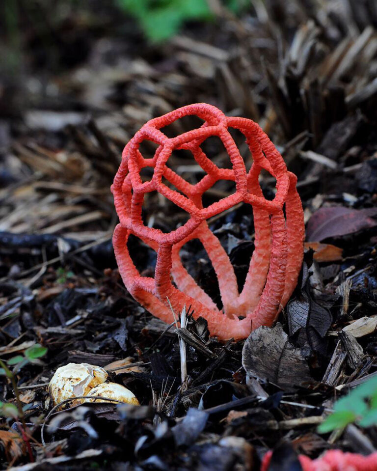 Gaiola das bruxas: Um fungo vermelho muito diferente