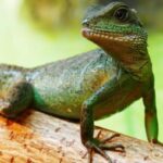 A simbologia do Lagarto