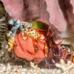 Conheça 10 animais que moram nas profundezas dos oceanos