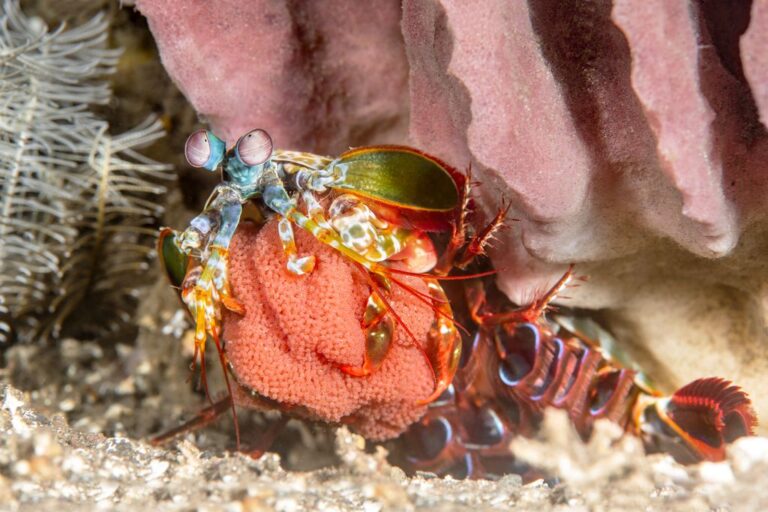 Conheça 10 animais que moram nas profundezas dos oceanos