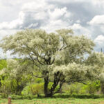 A medicina da Jurema