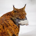 Conheça diferentes espécies de lince: Felino selvagem