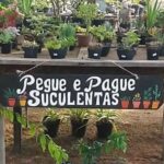 Banquinha de suculentas sem atendente estimula honestidade no interior de SP