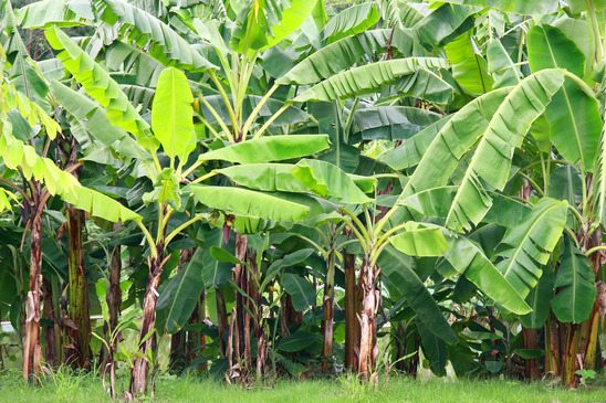 Conheça as propriedades medicinais da Folha de Bananeira