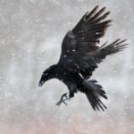 A simbologia do Corvo
