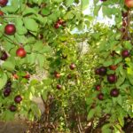 Camu-camu, fruta rica em vitamina C, conheça benefícios de consumi-la