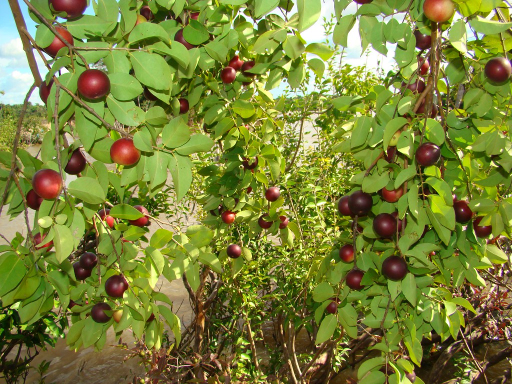 Camu-camu, fruta rica em vitamina C, conheça benefícios de consumi-la