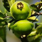Cambuci: propriedades e benefícios da fruta