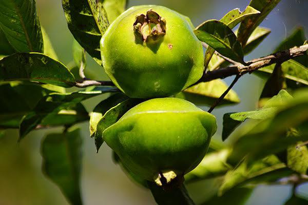 Cambuci: propriedades e benefícios da fruta