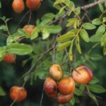 Os incríveis benefícios da Copaíba