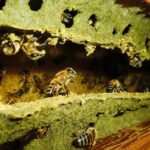 Conheça os benefícios do extrato de própolis