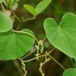 Abútua: para que serve, benefícios e malefícios