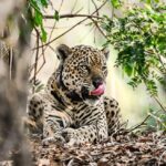 Onça pintada que teve as patas queimadas em incêndio no Pantanal, volta à natureza