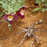 Garra do Diabo, planta rica em propriedades medicinais