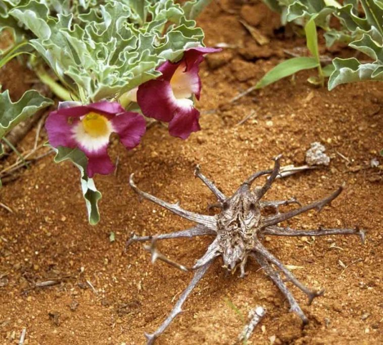 Garra do Diabo, planta rica em propriedades medicinais