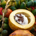 Conheça a fruta Amazônica bacuri