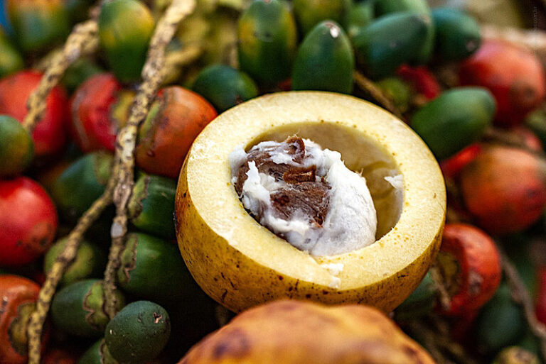 Conheça a fruta Amazônica bacuri