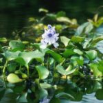 Mureré, planta aquática medicinal