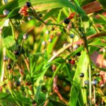Conheça a planta lágrima-de-nossa-senhora