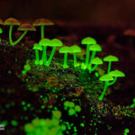 Cogumelos bioluminescentes brilham no escuro como uma “pequena galáxia” de fungos