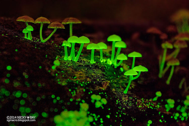 Cogumelos bioluminescentes brilham no escuro como uma “pequena galáxia” de fungos