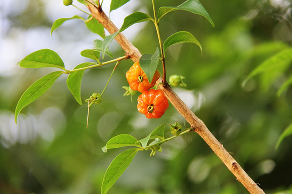 Folha de pitangueira: Propriedades medicinais e formas de uso