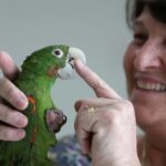 Veterinária implanta de graça próteses de resina em bicos e patas de animais feridos