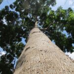 O que é mogno africano e quais são suas características?