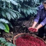 Pelas mãos “delas”, café do Paraná se destaca pela qualidade