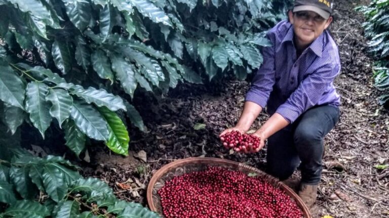 Pelas mãos “delas”, café do Paraná se destaca pela qualidade