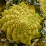 Brócoli Romanesco – Fractal