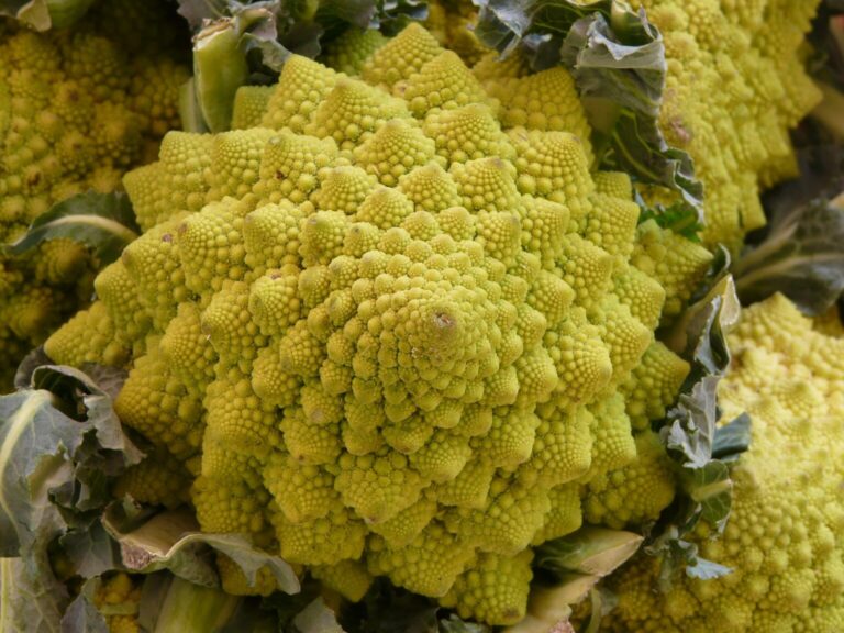 Brócoli Romanesco – Fractal