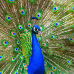 Pavão: origem e curiosidades