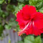 Hibisco: significados da flor e outras curiosidades