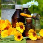Medicina natural: Receita e propriedades da tintura de pétalas de calêndula
