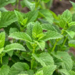 7 ervas e temperos que você pode plantar na sombra