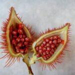 Urucum: Conheça o fruto que faz parte da cultura indígena brasileira