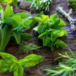 Ervas Aromáticas – Projeto para a implantação da horta