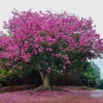 Árvore de contrastes: paineira possui ‘espinhos’ no tronco e flores cor de rosa