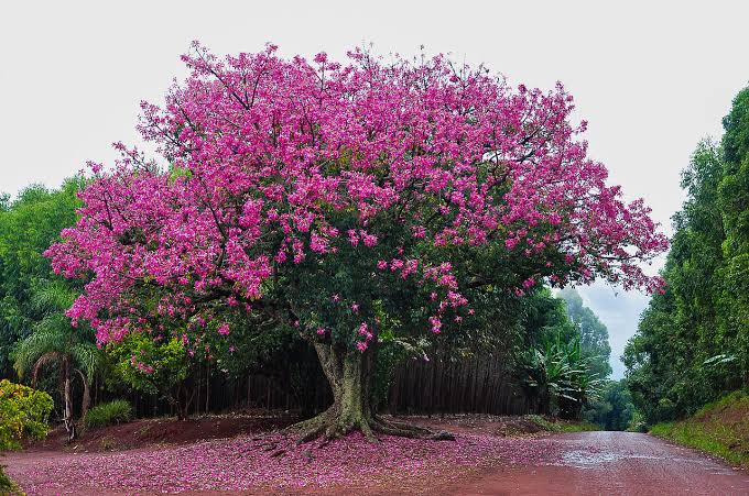 Árvore de contrastes: paineira possui ‘espinhos’ no tronco e flores cor de rosa