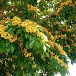 10 espécies de árvores nativas da Mata Atlântica