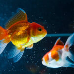 A profunda simbologia dos peixes e seus diversos significados