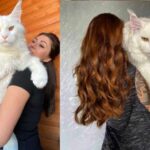 Conheça o maior gato do mundo: Kefir