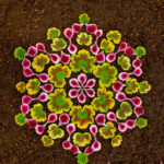 Artista cria lindas mandalas com flores