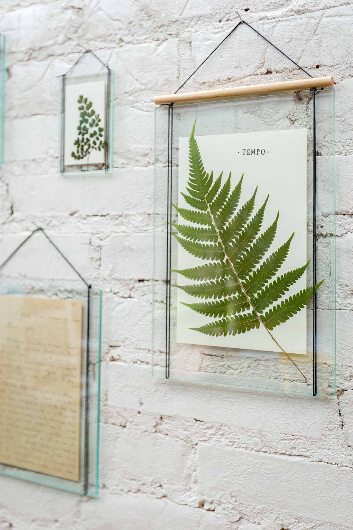 Quadros com folhas secas e prensadas