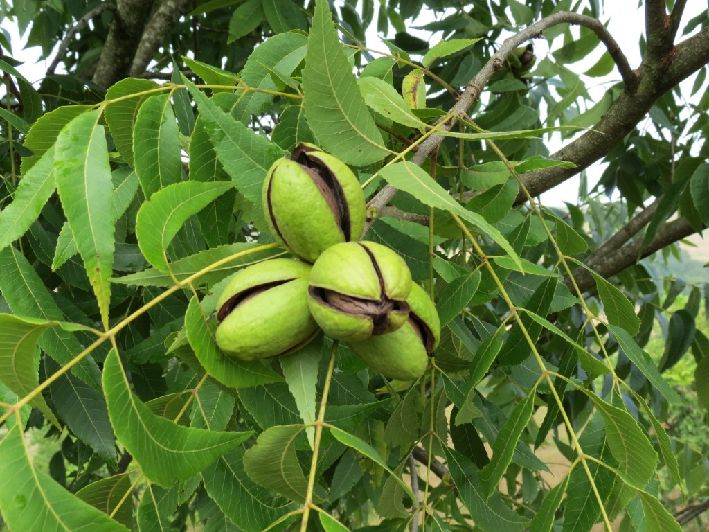 Óleo medicinal de nogueira e seus benefícios