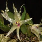 Orquídea dada como extinta é redescoberta e reproduzida in vitro