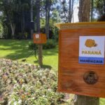 Paraná distribui colmeias de abelhas sem ferrão em parques