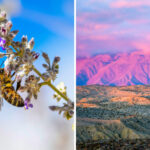 A beleza do Parque Estadual do deserto de Anza Borrego