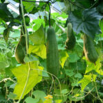 Bucha vegetal: Conheça mais sobre o fruto e dicas de cultivo
